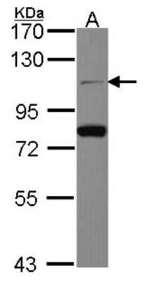 Western Blot: CDC5L Antibody [NBP2-15835] - Sample (30 ug of whole cell lysate) A: JurKat 7. 5% SDS PAGE gel, diluted at 1:1000.