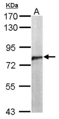 Western Blot: CDC5L Antibody [NBP2-15835] - Sample (50 ug of whole cell lysate) A: Mouse Brain, 7. 5% SDS PAGE gel, diluted at 1:1000.