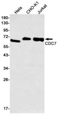 Western Blot: CDC7 Antibody (S01-4G6) [NBP3-14917] - Western blot detection of CDC7 in Hela, CHO-K1, Jurkat cell lysates using CDC7 Rabbit mAb (1:500 diluted). Predicted band size: 64kDa. Observed band size: 64kDa.