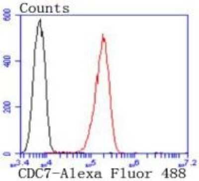 Flow Cytometry: CDC7 Antibody (SY21-01) [NBP2-67421] - Analysis of A431 cells with CDC7 Kinase antibody at 1:50 dilution (red) compared with an unlabelled control (cells without incubation with primary antibody; black). Alexa Fluor 488-conjugated goat anti rabbit IgG was used as the secondary antibody.