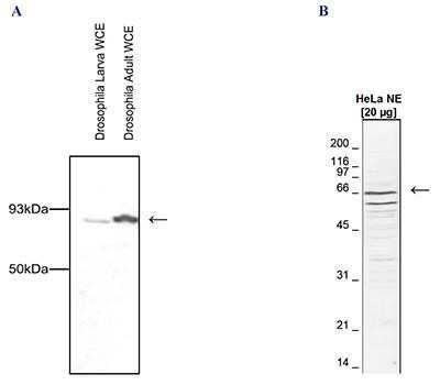 Western Blot: CDC73/HRPT2 Antibody [NBP2-59257] - Western blot was performed on whole cell extracts (WCE) from drosophila larva and drosophila adults (Figure A) or on nuclear extracts from HeLa cells (HeLa NE, 20 ug) (Figure B) using the antibody against dCdc73 diluted 1:1,000 in TBS-Tween containing 5% skimmed milk. A molecular weight marker (kDa) is shown on the left; the location of the protein of interest is indicated on the right.