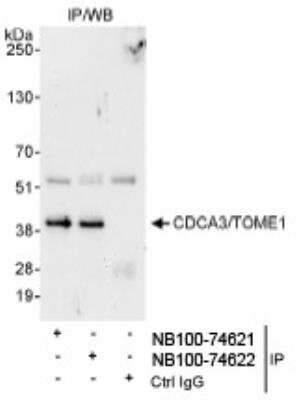 Immunoprecipitation: CDCA3 Antibody [NB100-74622] - Detection of Human CDCA3/TOME1 by Western Blot of  Immunoprecipitates. Samples: Whole cell lysate (1 mg for IP,  20% of IP loaded) from HeLa cells. Antibodies: Affinity purified  rabbit anti-CDCA3/TOME1 antibody NB100-74622 used for IP at  3 mcg/mg lysate. CDCA3/TOME1 was also immunoprecipitated  by rabbit anti-CDCA3/TOME1 antibody NB100-74621, which  recognizes an upstream epitope. Detection: Chemiluminescence  with an exposure time of 3 minutes.