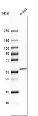 Western Blot: CDCA3 Antibody [NBP1-83332] -  Analysis in human cell line A-431.