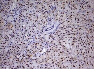 Immunohistochemistry: CDCA7L Antibody (OTI3B5) - Azide and BSA Free [NBP2-72009] - Analysis of Human pancreas tissue. (Heat-induced epitope retrieval by 10mM citric buffer, pH6.0, 120C for 3min)