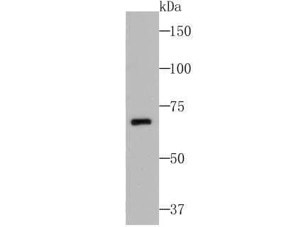 Western Blot: CDCP1 Antibody (B2-E6) [NBP2-75929] - analysis of CDCP1 on K562 cell lysates using anti-CDCP1 antibody at 1/200 dilution.
