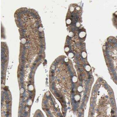 Immunohistochemistry-Paraffin: CDCP1 Antibody [NBP1-85758] - Staining of human duodenum shows strong membranous positivity in glandular cells.