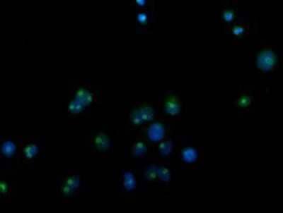 Immunocytochemistry/Immunofluorescence: CDCP1 Antibody (OTI2C1) - Azide and BSA Free [NBP2-72156] - Staining of COS7 cells transiently transfected by pCMV6-ENTRY CDCP1.
