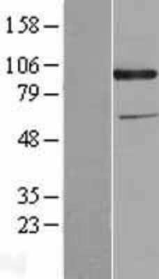 Western Blot: CDCP1 Overexpression Lysate (Adult Normal) [NBL1-09023] Left-Empty vector transfected control cell lysate (HEK293 cell lysate); Right -Over-expression Lysate for CDCP1.