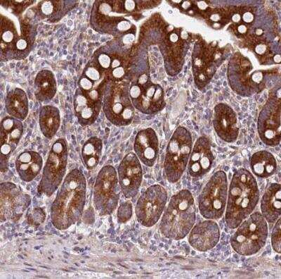 Immunohistochemistry-Paraffin: CDGSH Iron Sulfur Domain 3 Antibody [NBP2-30633] - Staining of human small intestine shows granular like cytoplasmic positivity in glandular cells.