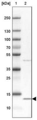 Western Blot: CDGSH Iron Sulfur Domain 3 Antibody [NBP2-30633] - Lane 1: Marker  [kDa] 250, 130, 100, 70, 55, 35, 25, 15, 10.  Lane 2: A-549