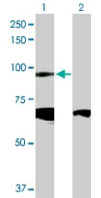 Western Blot: CDH19 Antibody [H00028513-D01P] - Analysis of CDH19 expression in transfected 293T cell line by CDH19 polyclonal antibody.Lane 1: CDH19 transfected lysate(87.00 KDa).Lane 2: Non-transfected lysate.