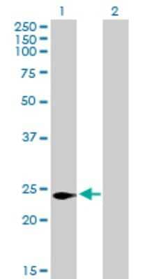 Western Blot: CDIP Antibody [H00029965-B01P] - Analysis of C16orf5 expression in transfected 293T cell line by C16orf5 polyclonal antibody.  Lane 1: C16orf5 transfected lysate(22.88 KDa). Lane 2: Non-transfected lysate.