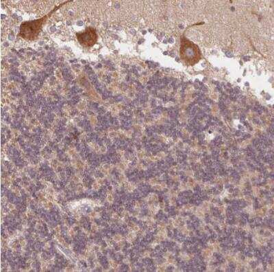Immunohistochemistry-Paraffin: CDIPT Antibody [NBP2-49233] - Staining of human cerebellum shows strong granular cytoplasmic positivity in purkinje cells.