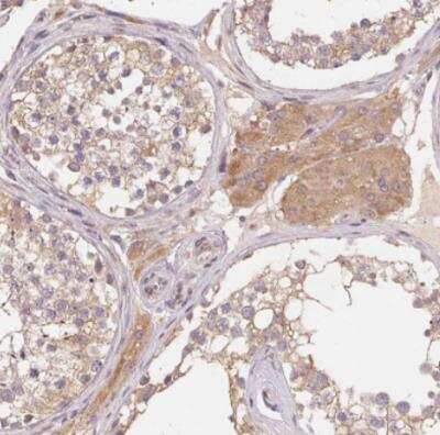 Immunohistochemistry-Paraffin: CDIPT Antibody [NBP2-49233] - Staining of human testis shows moderate granular cytoplasmic positivity in Leydig cells.