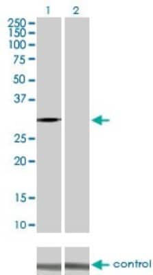Western Blot: CDK2 Antibody (2E8) [H00001017-M02] - Analysis of CDK2 over-expressed 293 cell line, cotransfected with CDK2 Validated Chimera RNAi ( Cat # H00001017-R01V ) (Lane 2) or non-transfected control (Lane 1). Blot probed with CDK2 monoclonal antibody (M02) clone 2E8 (Cat # H00001017-M02 ). GAPDH ( 36.1 kDa ) used as specificity and loading control.