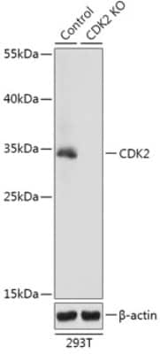 Western Blot: CDK2 Antibody [NBP3-03045] - Analysis of extracts from normal (control) and CDK2 knockout (KO) 293T cells, using CDK2 antibody at 1:3000 dilution. Secondary antibody: HRP Goat Anti-Rabbit IgG (H+L) at 1:10000 dilution. Lysates/proteins: 25ug per lane. Blocking buffer: 3% nonfat dry milk in TBST.