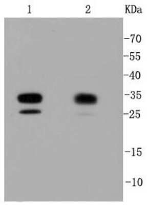 Western Blot: CDK2 Antibody (SR01-01) [NBP2-67348] - Analysis of Cdk2 on different cell lysates using anti-Cdk2 antibody at 1/1,000 dilution. Positive control: Lane 1: A549 Lane 2: F9