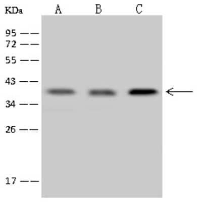 Western Blot: CDK20 Antibody [NBP2-98621] - Anti-CDK20 rabbit polyclonal antibody at 1:500 dilution. Lane A: HepG2 Whole Cell Lysate. Lane B: HCT-116 Whole Cell Lysate. Lane C: U-251 MG Whole Cell Lysate. Lysates/proteins at 30 ug per lane. Secondary Goat Anti-Rabbit IgG (H+L)/HRP at 1/10000 dilution. Developed using the ECL technique. Performed under reducing conditions. Predicted band size: 39 kDa. Observed band size: 39 kDa