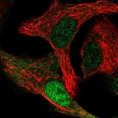 Immunocytochemistry/Immunofluorescence: CDK2AP1 Antibody [NBP2-56961] - Staining of human cell line A549 shows localization to nucleoplasm & cytosol.