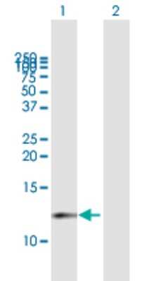 Western Blot: CDK2AP1 Antibody [H00008099-B02P] - Analysis of CDK2AP1 expression in transfected 293T cell line by CDK2AP1 polyclonal antibody.  Lane 1: CDK2AP1 transfected lysate(12.40 KDa). Lane 2: Non-transfected lysate.