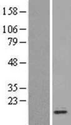 Western Blot: CDK2AP1 Overexpression Lysate (Adult Normal) [NBL1-09037] Left-Empty vector transfected control cell lysate (HEK293 cell lysate); Right -Over-expression Lysate for CDK2AP1.