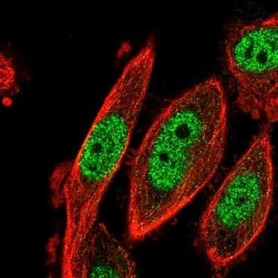 Immunocytochemistry/Immunofluorescence: CDK2AP2 Antibody [NBP1-91776] - Immunofluorescent staining of human cell line PC-3 shows localization to nucleoplasm.