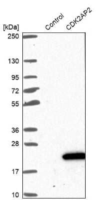 Western Blot CDK2AP2 Antibody