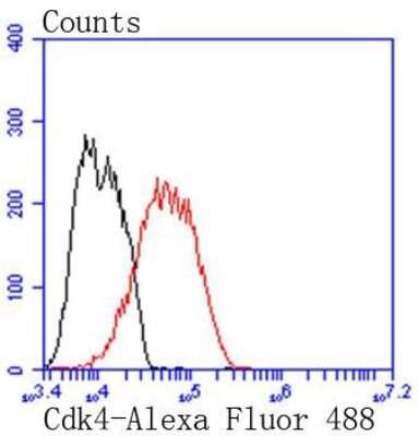 Flow Cytometry: CDK4 Antibody (SD20-42) [NBP2-67736] - Analysis of MCF-7 cells with Cdk4 antibody at 1/50 dilution (red) compared with an unlabelled control (cells without incubation with primary antibody; black). Alexa Fluor 488-conjugated goat anti rabbit IgG was used as the secondary antibody.