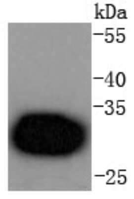 Western Blot: CDK4 Antibody (SD20-42) [NBP2-67736] - Analysis of Cdk4 on Hela cells lysates using anti-Cdk4 antibody at 1/1,000 dilution.