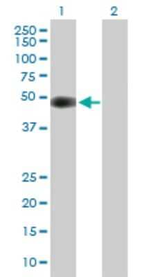 Western Blot: CDK5R2 Antibody [H00008941-B01P] - Analysis of CDK5R2 expression in transfected 293T cell line by CDK5R2 polyclonal antibody.  Lane 1: CDK5R2 transfected lysate(40.37 KDa). Lane 2: Non-transfected lysate.