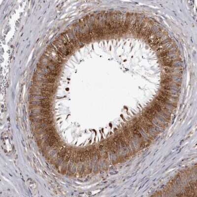 Immunohistochemistry-Paraffin: CDK5RAP3 Antibody [NBP1-86778] - Staining of human epididymis shows strong cytoplasmic positivity in glandular cells.