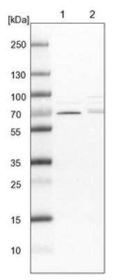 Western Blot: CDK5RAP3 Antibody [NBP1-86779] - Lane 1: NIH-3T3 cell lysate (Mouse embryonic fibroblast cells). Lane 2: NBT-II cell lysate (Rat Wistar bladder tumor cells).