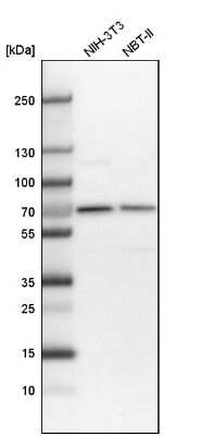 Western Blot: CDK5RAP3 Antibody [NBP1-86780] - Analysis in mouse cell line NIH-3T3 and rat cell line NBT-II.