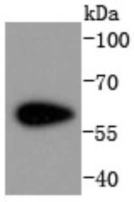 Western Blot: CDK8 Antibody (SN2030) [NBP2-67735] - Analysis of Cdk8 on NIH/3T3 cells lysates using anti-Cdk8 antibody at 1/1,000 dilution.