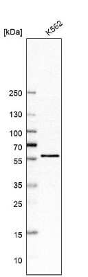 Western Blot: CDK8 Antibody [NBP2-55134] - Analysis in human cell line K562.