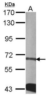 Western Blot: CDKAL1 Antibody [NBP1-32796] - Sample (30 ug of whole cell lysate) A:NIH-3T37C 5% SDS PAGE, antibody diluted at 1:2000.