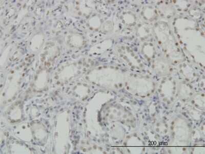 Immunohistochemistry-Paraffin: CDKL1 Antibody (2H6) [H00008814-M05] - Analysis of monoclonal antibody to CDKL1 on formalin-fixed paraffin-embedded human kidney. Antibody concentration 5 ug/ml