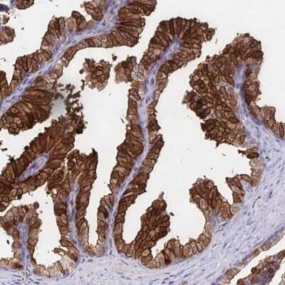 Immunohistochemistry-Paraffin: CDKL1 Antibody [NBP2-32482] - Staining of human prostate shows strong cytoplasmic and membranous positivity in glandular cells.