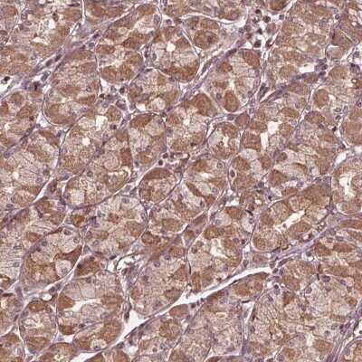 Immunohistochemistry CDKL4 Antibody - BSA Free
