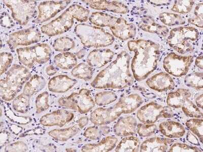 Immunohistochemistry-Paraffin: CDKL4 Antibody [NBP2-97193] - Immunochemical staining of human CDKL4 in human kidney with rabbit polyclonal antibody at 1:500 dilution, formalin-fixed paraffin embedded sections.