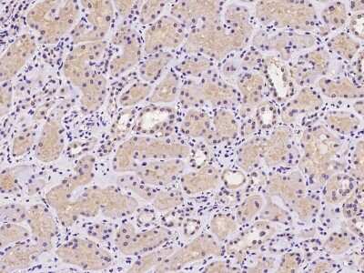 Immunohistochemistry-Paraffin: CDKN2A Interacting protein N-Terminal Like Antibody [NBP2-97396] - Immunochemical staining of human CDKN2A Interacting protein N-Terminal Like in human kidney with rabbit polyclonal antibody at 1:100 dilution, formalin-fixed paraffin embedded sections.