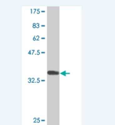 Western Blot: CDO Antibody (2G12) [H00050937-M03] - Detection against Immunogen (37.73 KDa) .