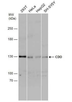 Western Blot CDO Antibody