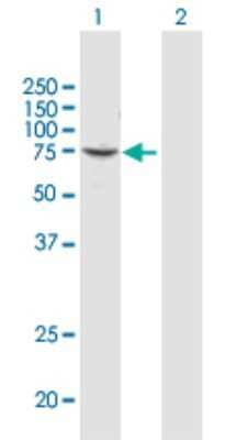 Western Blot: CDP/CUTL1 Antibody [H00001523-D01P] - Analysis of CUX1 expression in transfected 293T cell line by CUX1 polyclonal antibody.Lane 1: CUX1 transfected lysate(77.20 KDa).Lane 2: Non-transfected lysate.