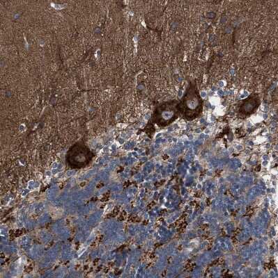 Immunohistochemistry-Paraffin: CDR2L Antibody [NBP1-93681] - Staining of human cerebellum shows strong cytoplasmic positivity in Purkinje cells.