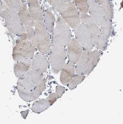 Immunohistochemistry-Paraffin: CDR2L Antibody [NBP1-93681] - Staining of human skeletal muscle shows very low positivity in myocytes as expected.