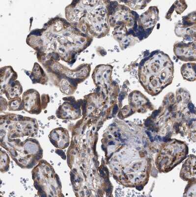 Immunohistochemistry-Paraffin: CDR2L Antibody [NBP1-93681] - Staining of human placenta shows moderate cytoplasmic positivity in trophoblastic cells.