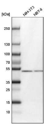 Western Blot: CDR2L Antibody [NBP1-93681] - Analysis in mouse cell line NIH-3T3 and rat cell line NBT-II.