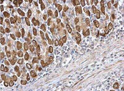 Immunohistochemistry-Paraffin: CDS1 Antibody [NBP1-33434] - Mouse stomach. CDS1 antibody [C1C3] dilution: 1:500. Antigen Retrieval: Trilogy™ (EDTA based, pH 8.0) buffer, 15min .