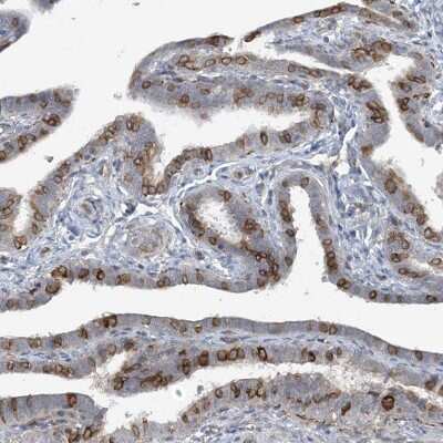 Immunohistochemistry-Paraffin: CDS1 Antibody [NBP1-85894] - Staining of human fallopian tube shows moderate membranous positivity in glandular cells.